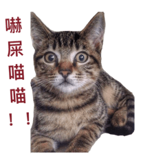 喵嗚日常篇