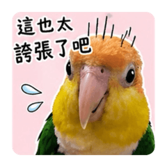凱克的（日常用語）