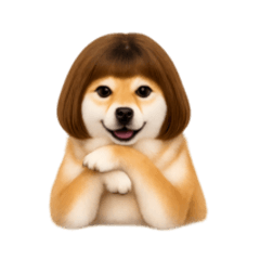 波波头柴犬