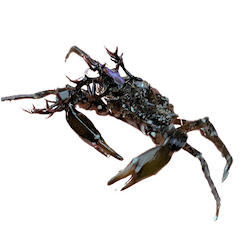 Cool creatures!