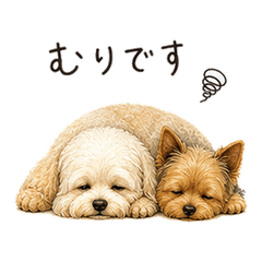 Lazy Maltipoo & Yorkie Friends