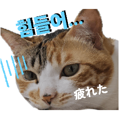 ori_20260510082854