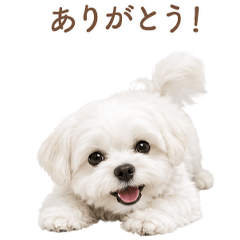 Sweet Maltese Greetings JP
