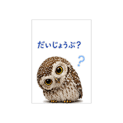 Cute Little Owl Stickers