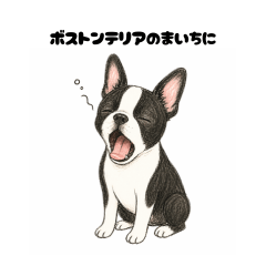 Boston Terrier's daily sticker