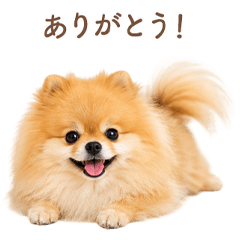 Sweet Pomeranian Greetings JP