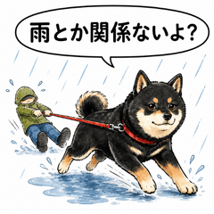 Shiba Has a Say