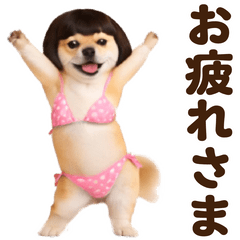 A Mame Shiba