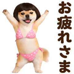 踊る！ビキニのおかっぱ豆柴
