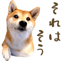 A natural Shiba Inu sticker