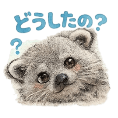 The feelings of a Binturong
