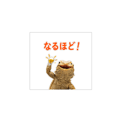 Bearded Dragon Sticker Pack