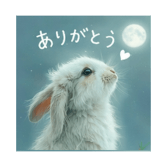 Cute fluffy bunny | Daily stickers