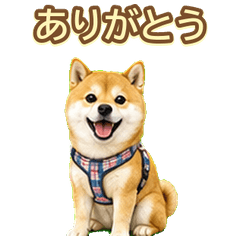 Kairi the Mameshiba Buddy Stickers