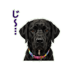 My Family Labrador2