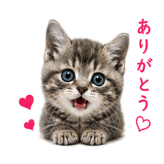 Cute Tabby Kitten Stickers