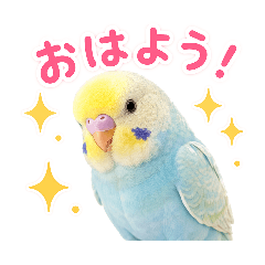 A fluffy, soothing budgerigar