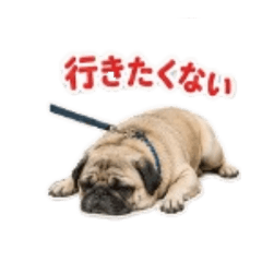 Lazy Real Pug Stickers