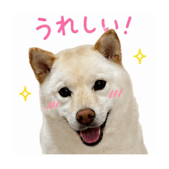 shiba momo_20260509133758