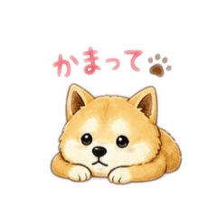Shiba Inu Shamo.