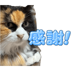 SHIO_20260509135250