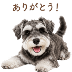 Sweet Schnauzer Greetings JP