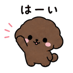 深棕色玩具貴賓犬的回覆貼圖