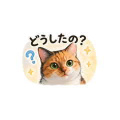 Hana the cat's daily life2
