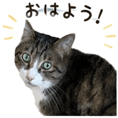 Cute Brown Tabby and White Cat Stickers
