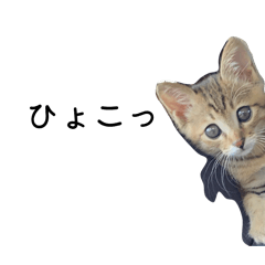 AMBITION OF CAT
