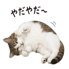 House cats (Asa, Yoru, Shishamo)