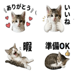 Kitten stamp(s)