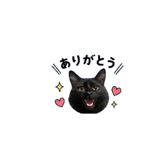 Fluffy cat stickers(S)