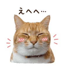 My Shy Orange Tabby Cat