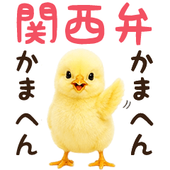 Kansai dialect Hiyoko