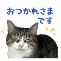 Adorable Tabby & White Cat Daily Life