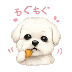 Expressing emotions with a Maltese dogs