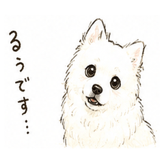 Japanese Spitz Rouve