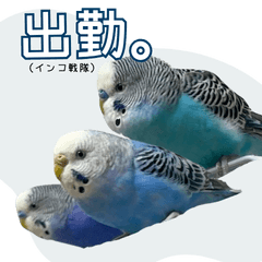 Budgie Squad