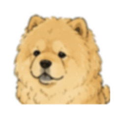 Suncrop 069 Chow Chow