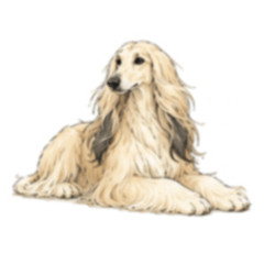 Suncrop 070 Afghan Hound