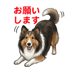 Cute Shetland Sheepdog Stickers