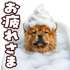 Moving! Clumsy Chow Chow