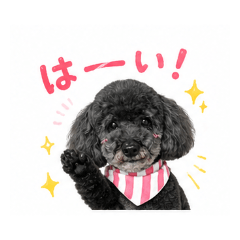 Noa the Black Poo's Daily Life vol.1