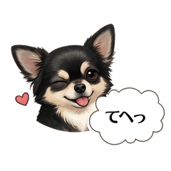 Expressive Chihuahua -Black & Tan- Part2