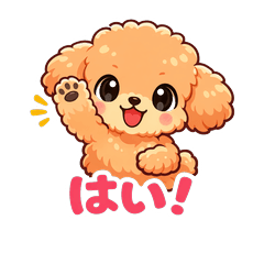 Polite Toy Poodle (Apricot & Silver)2
