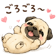 A clingy baby pug.