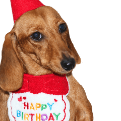 Mei-chan, smooth-haired dachshund