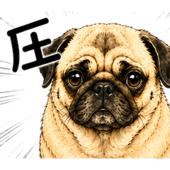 Daily Fawn Pug Kinako -Feelings-