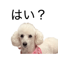 Reina_20260509143513